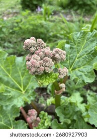 Rhubarb in bloom in spring