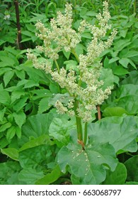 Rhubarb close up                    