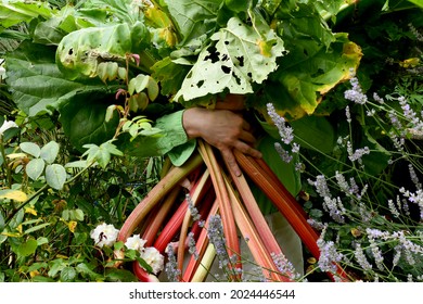 Rhubarb. Hands holding an enormous bunch of freshly picked rhubarb. So big the picker is hidden by the leaves - Shutterstock ID 2024446544