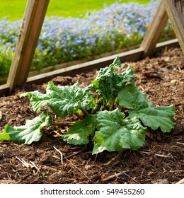 Rhubarb Plant 