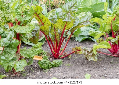 Rhubarb Plant Growing In The Ground