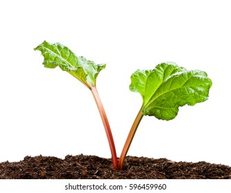 Rhubarb  Plant Isolated On White 