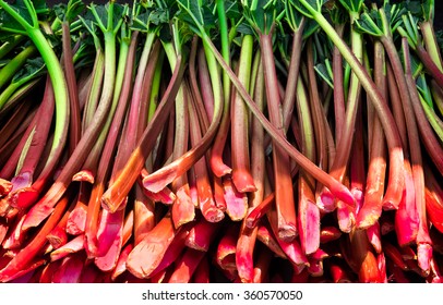 Rhubarb stalks harvested and ready for sale at a farmers market