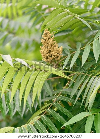 Rhus glabra. Sumac tree. Luxurious green leaves and inflorescences of the tree. Summer landscape bokeh.