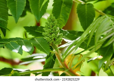 Rhus Typhina, Staghorn Sumac, Is Flowering Plant In Family Anacardiaceae, Native To North America. It Is Primarily Found In Canada, United States, And Appalachian Mountains.