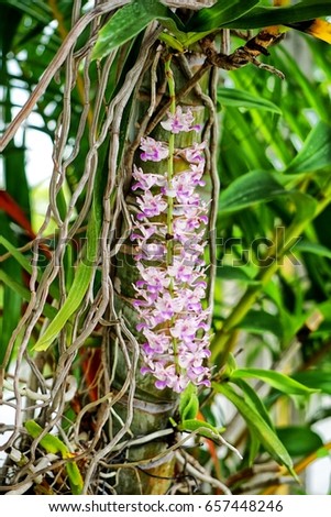 Rhynchostylis differs from Vanda by the one-lobed lip. Rhynchostylis are also commonly called foxtail orchids because of their long, thin, densely packed inflorescences
