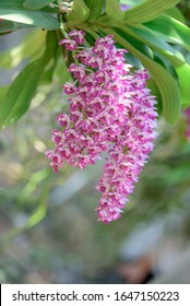 Rhynchostylis Orchids From Suwannaphum Orchid