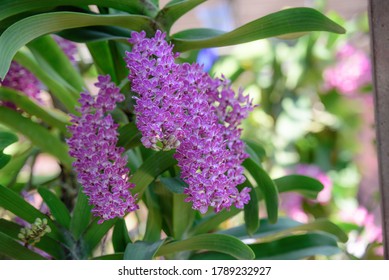 Rhynchostylis Orchids From Suwannaphum Orchid