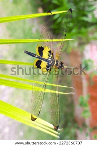 Rhyothemis phyllis known as the yellow striped flutterer is a dragonfly that belongs to the Libellulidae family. These dragonflies are widespread in forested areas, open swamps and vegetated waters.