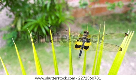 Rhyothemis phyllis known as the yellow striped flutterer is a dragonfly that belongs to the Libellulidae family. These dragonflies are widespread in forested areas, open swamps and vegetated waters.
