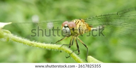 Rhyothemis phyllis, known as the yellow striped flutterer, is a dragonfly that belongs to the Libellulidae family.