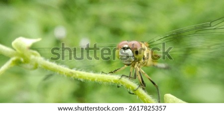 Rhyothemis phyllis, known as the yellow striped flutterer, is a dragonfly that belongs to the Libellulidae family.