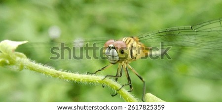 Rhyothemis phyllis, known as the yellow striped flutterer, is a dragonfly that belongs to the Libellulidae family.