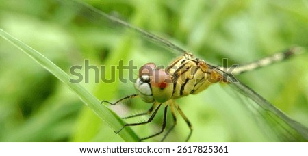 Rhyothemis phyllis, known as the yellow striped flutterer, is a dragonfly that belongs to the Libellulidae family.