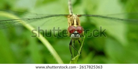 Rhyothemis phyllis, known as the yellow striped flutterer, is a dragonfly that belongs to the Libellulidae family.
