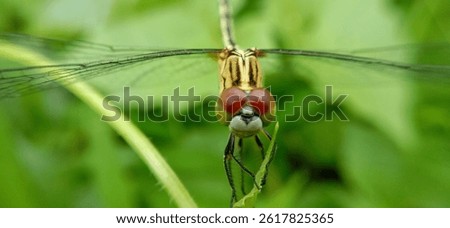 Rhyothemis phyllis, known as the yellow striped flutterer, is a dragonfly that belongs to the Libellulidae family.