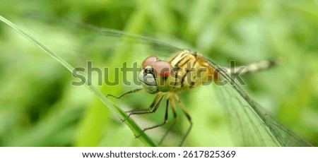 Rhyothemis phyllis, known as the yellow striped flutterer, is a dragonfly that belongs to the Libellulidae family.