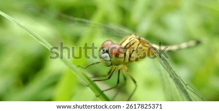Rhyothemis phyllis, known as the yellow striped flutterer, is a dragonfly that belongs to the Libellulidae family.