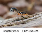Rhyssa persuasoria, giant ichneumon, sabre wasp