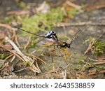 Rhyssa persuasoria - the sabre wasp sitting on an old stump. Close up.
