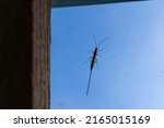 Rhyssa persuasoria,sabre wasp sitting on transparent film in a domestic greenhouse