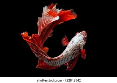Rhythmic of Betta fish, siamese fighting fish betta splendens (Halfmoon red dragon  betta ),isolated on black background.