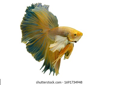 魚 ヒレ の写真素材 画像 写真 Shutterstock