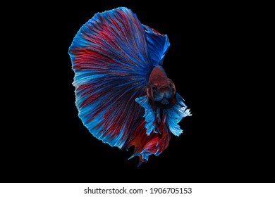 Rhythmic of Betta fish,Siamese fighting fish isolated on black background.selective focus of tail Betta Fighting 