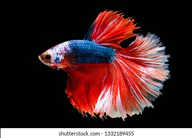 Rhythmic of Betta Siamese fighting fish, Betta splendens Pla-kad Thai, popular aquarium fish. Big ears dumbo Blue Red and white half moon long tail Betta Fighting isolated on black background.