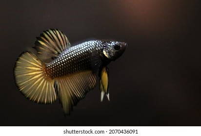 Copper Betta Images Stock Photos Vectors Shutterstock