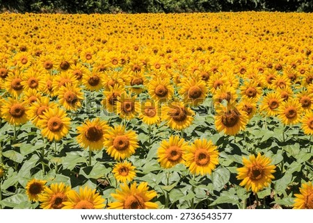 Rhythms of the Sun: Endless Golden Rows of Sunflowers