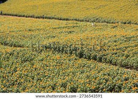 Rhythms of the Sun: Endless Golden Rows of Sunflowers