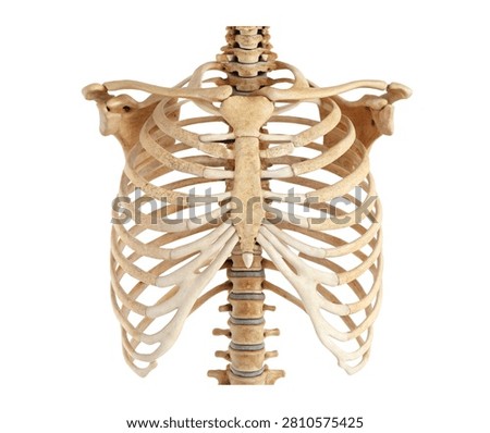 Rib Cage Complete Human Rib Cage Displayed In Isolated On White Background