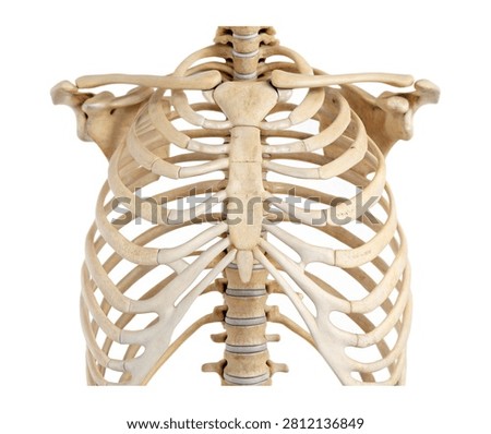 Rib Cage Complete Human Rib Cage Displayed In Isolated On White Background