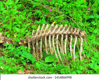 388 Animal rib cage Images, Stock Photos & Vectors | Shutterstock