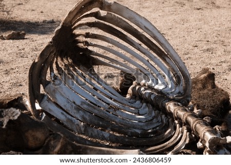 The rib cage of a dead horse decaying in the desert.