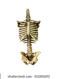Rib cage of a skeleton. Isolated on white background with clipping path