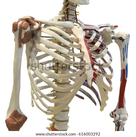 Rib cage of a skeleton. Isolated on white background with clipping path