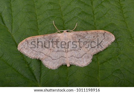 Sưu tập Bộ cánh vẩy 2 - Page 22 Riband-wave-moth-idaea-aversata-450w-1011198916