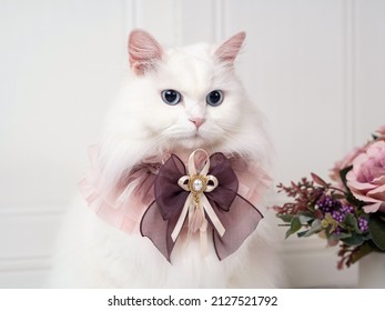 3,533 Cat with pink ribbon Images, Stock Photos & Vectors | Shutterstock