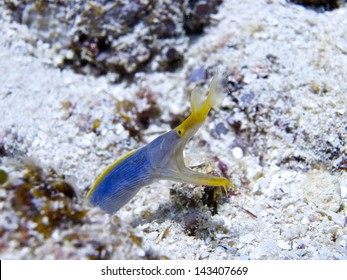 Ribbon Eel 