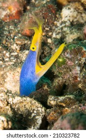 Ribbon Eel