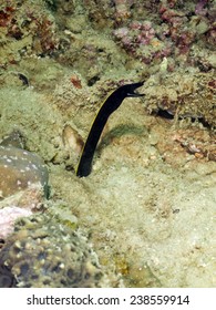 Ribbon Eel