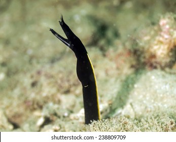 Ribbon Eel