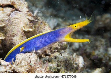 Ribbon Eel