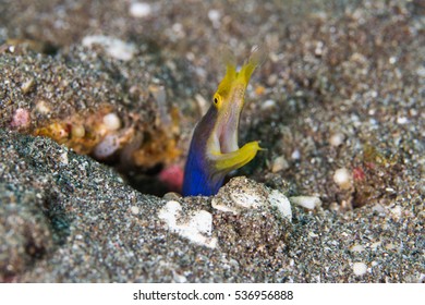 Ribbon Eel