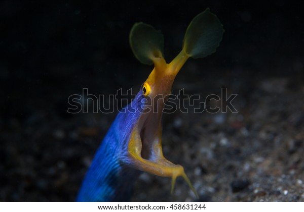 Ribbon Eel Rhinomuraena Quaesita Lives Lembeh Stock Photo (Edit Now