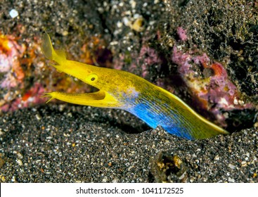 ribbon eel,Rhinomuraena quaesita, also known as the leaf-nosed moray eel or bernis eel, is a species of moray eel, the only member of the genus Rhinomuraena