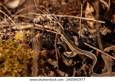 Ribbon Snake slithers through the fallen leaves