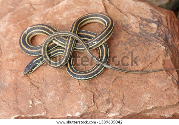 Ribbon Snake Thamnophis Sauritus Garter North Stock Photo 1389635042 ...